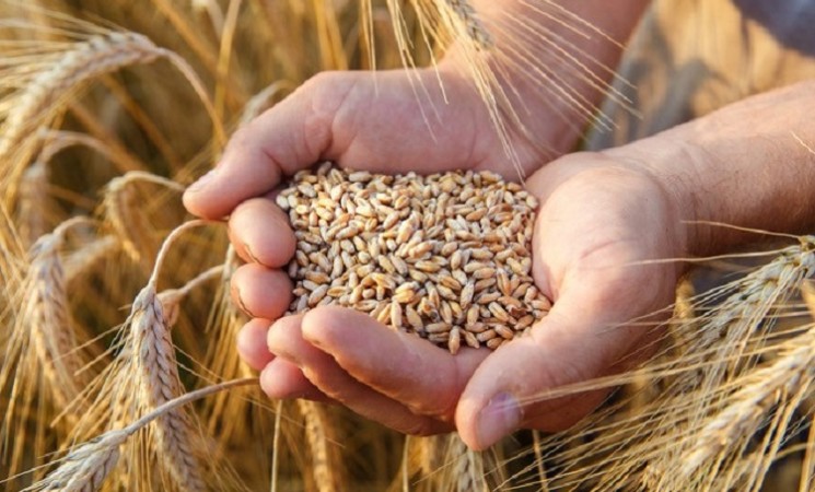 Gıda ve tarım ithalatında buğday, ihracatta fındık öne çıkıyor!